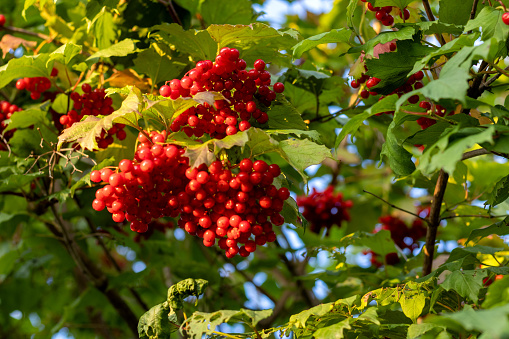 Bright red berries of Viburnum opulus in early fall.