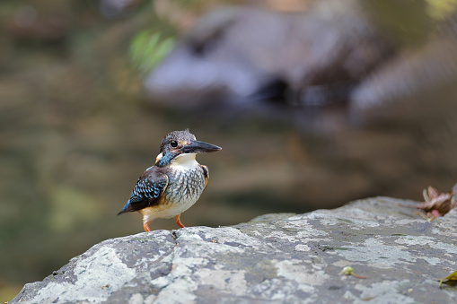 Closed up beautiful river kingfisher, adult male Javan blue-banded kingfisher, low angle view, front shot, in the morning under the clear sky, standing on the stone near wild swamp in nature of tropical rainforest, national park in central Thailand.
