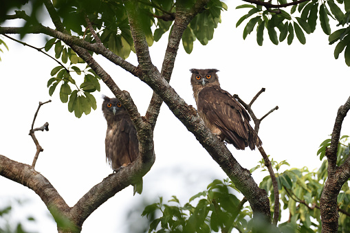 Closed up rare nocturnal bird pair. adult and juvenile Dusky eagle-owl, uprisen angle view, in the morning resting on branch of tropical tree in nature of tropical rainforest, national park in southern Thailand