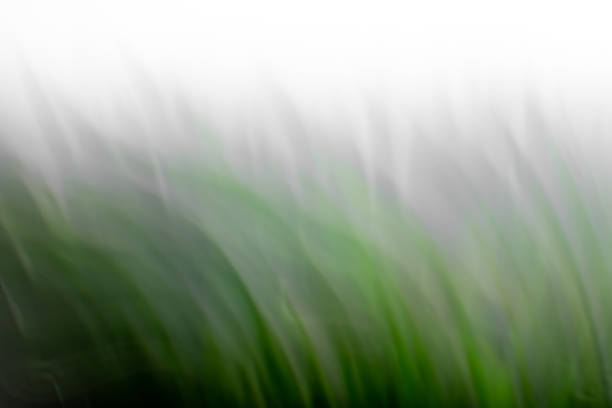 Abstract blurred background, green grass close-up in the fog. Backdrop