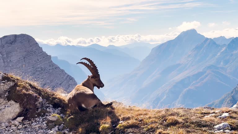 Peaceful ibex grazing in the Alps