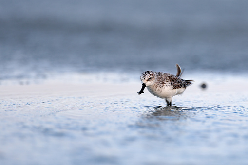 Closed up beautiful small sea bird, adult Spoon-billed sandpiper, low angle view, side shot, in warm light morning walking and foraging along the coastline of the Gulf of Thailand, in nature of tropical climate, central Thailand.