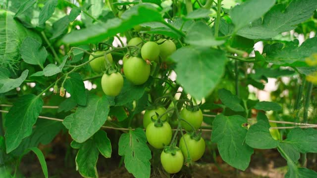 Growing green tomatoes on a bush, close-up. Fertile variety of tomatoes