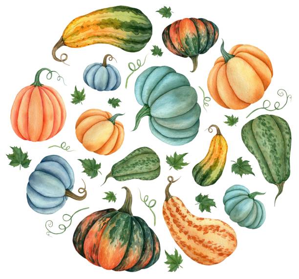 Watercolor label in the form of a vegetable circle with the image of pumpkins for the design of signage, agribusiness logo, banner with organic food, healthy brand labels. Hand-drawn illustration for labels, juice packaging Watercolor label in the form of a vegetable circle with the image of pumpkins for the design of signage, agribusiness logo, banner with organic food, healthy brand labels. Hand-drawn illustration for labels, juice packaging. pumpkin patch watercolor stock illustrations