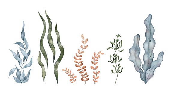 Blue and green seaweed algae leaves, kelp. Underwater plant. Hand drawn watercolor illustration. Marine design elements for print, label, packaging paper, cosmetic, food, card.