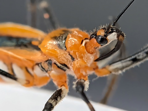 Close up of the head of a Milkweed Assassin Bug.
