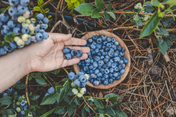 istock Blueberry picking, hands and juicy berry top view 1673825864