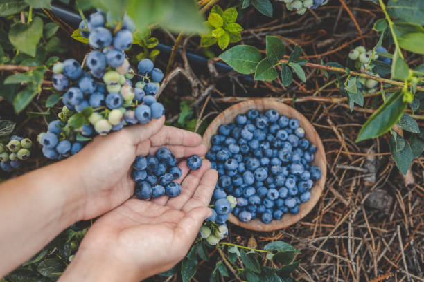 istock Blueberry picking, hands and juicy berry top view 1673825867