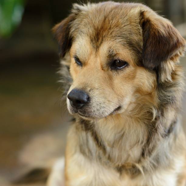 istock Closeup portrait of dog with sad expression 1673831396