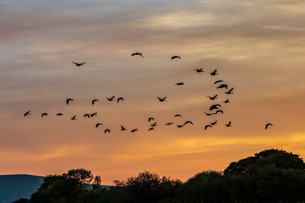 istock Geese flying at sunset over the South Downs, on a September evening 1673833146