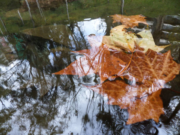 istock Autumn leaves in a water well 1673835869