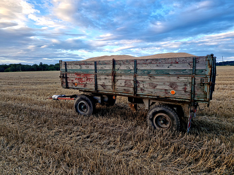 a two-wheel trailer full of grain stands in a harvested field. harvested food saves lives around the world. the risk of rodents, drought and flooding on crop size, cccp, collectivization, toxic, mold