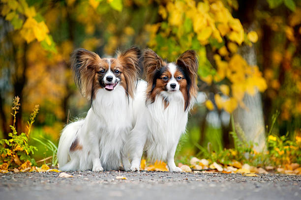 dos perros en otoño papillón - papillon fotografías e imágenes de stock