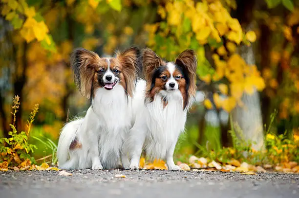 two Papillon dogs stay on the road in the autumn