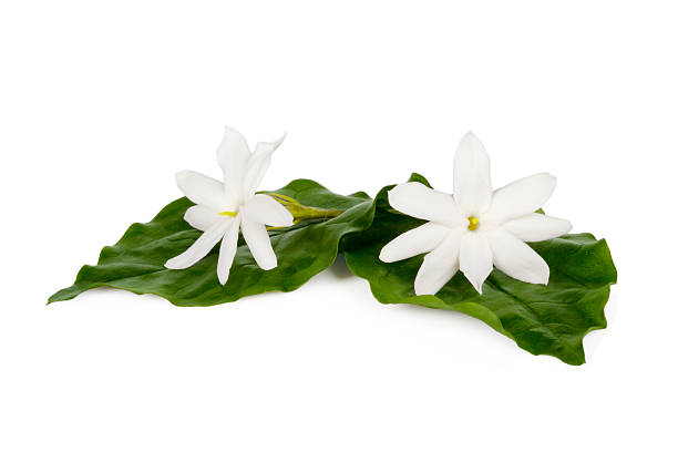 istock Jasmine flowers isolated on white background 167384769
