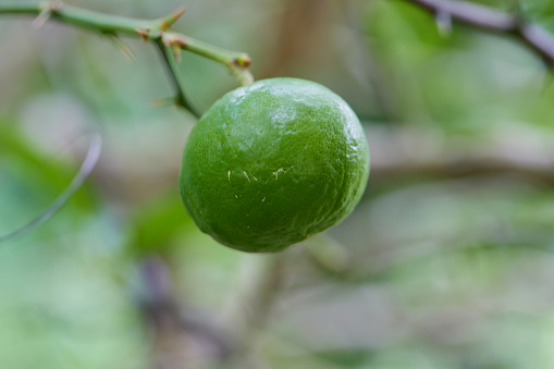 Fresh lime on tree branch