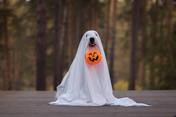 ハロウィンの幽霊の衣装を着た犬。ゴールデンレトリバーは、休日のためにカボチャの形をしたキャンディーバケツを歯に持っている秋の公園に座っています。