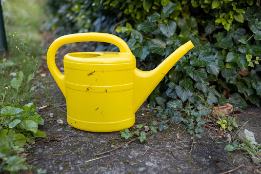 Yellow watering can on the grass