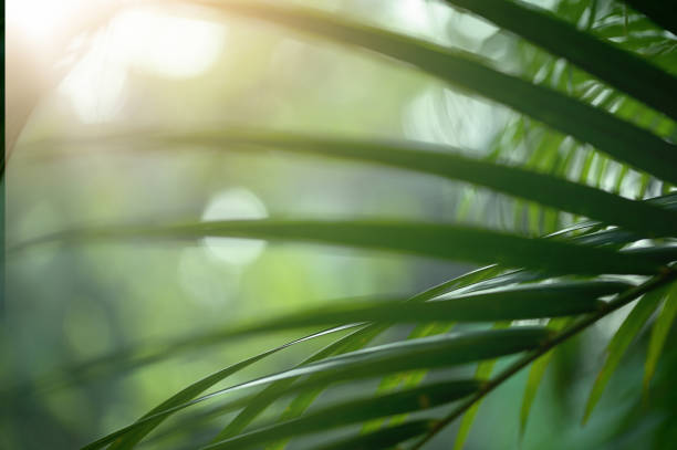 istock Copy space of blur green palm leaf tree with bokeh sun ligth abstract texture background. Ecology and environment concept. 1673854110