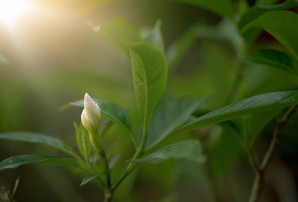 Walidda antidysenterica flower in white