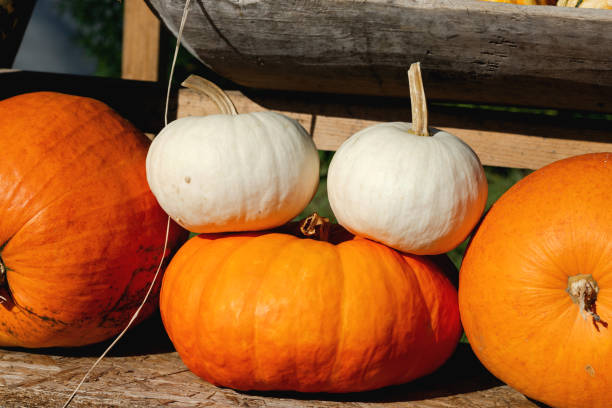 istock Orange large and white pumpkins at the farm store 1673856833