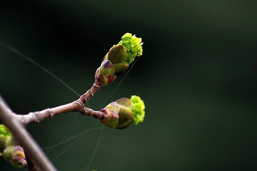 Maple buds blooming in spring. Macro photography