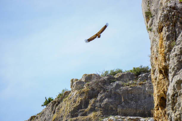 istock Vulture flight in Foz de lumbier in Navarra Spain 1673868424