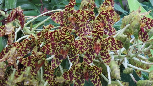 Tiger orchid, Leopard flower