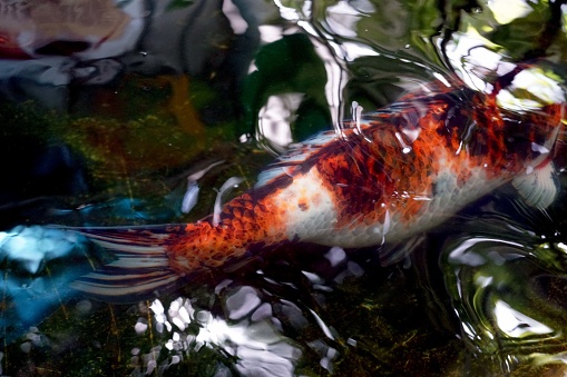 A back veiw of a  Koi fish swimming in the pond in the garden of the cafe, blur close up photos.