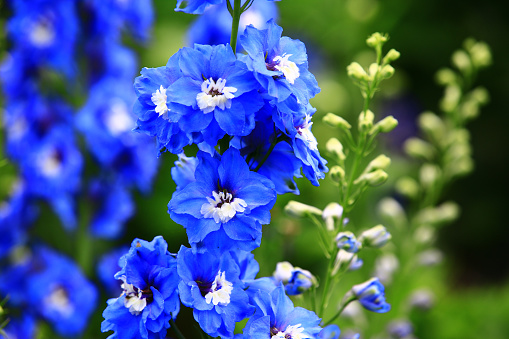 Delphinium or Candle Delphinium or English Larkspur or Tall Larkspur flowers blooming in the garden