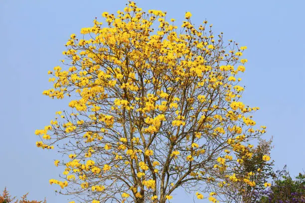 yellow flowers of Golden Trumpet-Tree with blue sky background