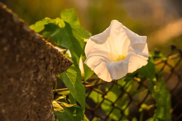 hedge-bindweed on a fence with white flower in backlit
