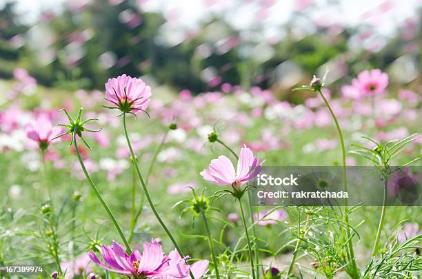 아이리스입니다 정원 0명에 대한 스톡 사진 및 기타 이미지 - 0명, 꽃 나무, 꽃-꽃의 구조