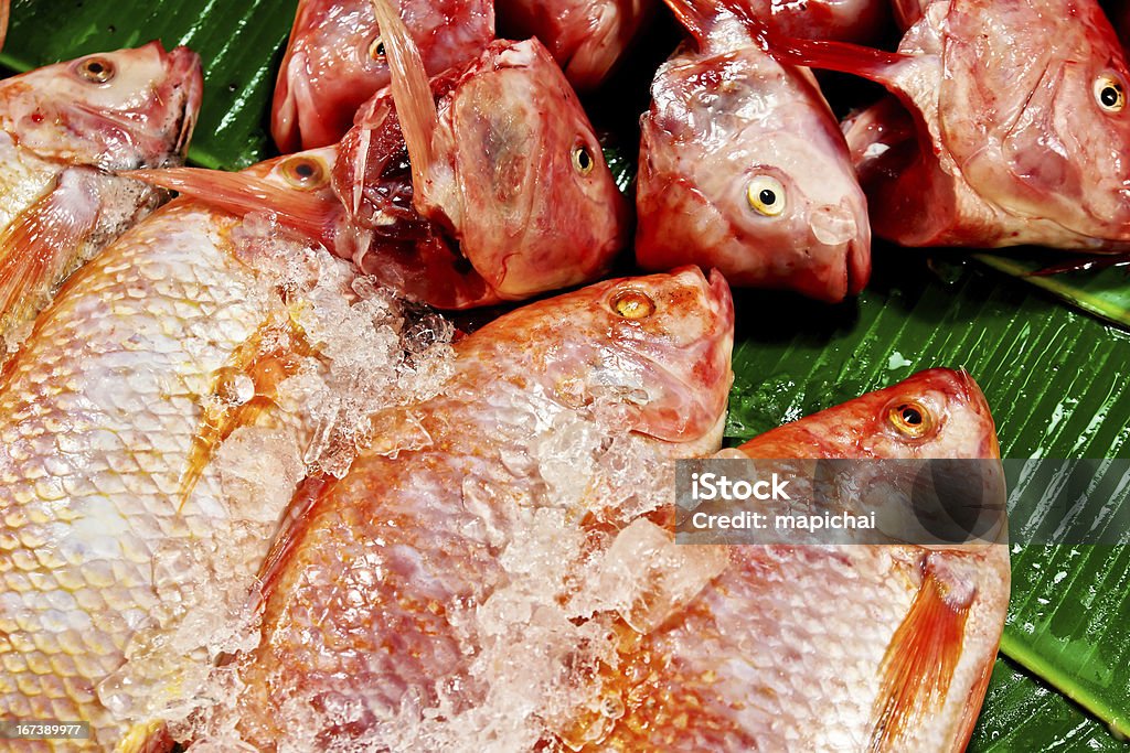 Frischer Fisch - Lizenzfrei Fang Stock-Foto