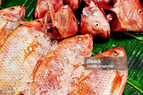 Frischer Fisch Stockfoto und mehr Bilder von Fang - Fang, Fisch, Fische und Meeresfrüchte