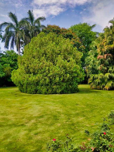 istock Picture of green plants and trees 1673901593