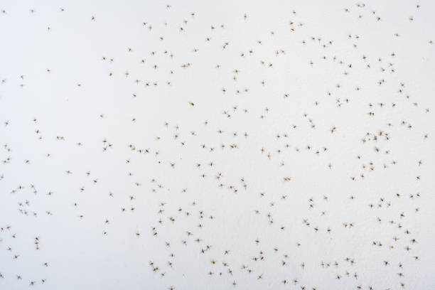 istock Dead mosquitoes in morning dew on a boat deck 1673908752