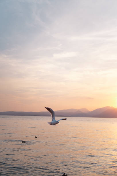Photo of Lake Garda with views and animals. The photos portray the Italian landscape of Lake Garda during sunset creating a dreamy atmosphere