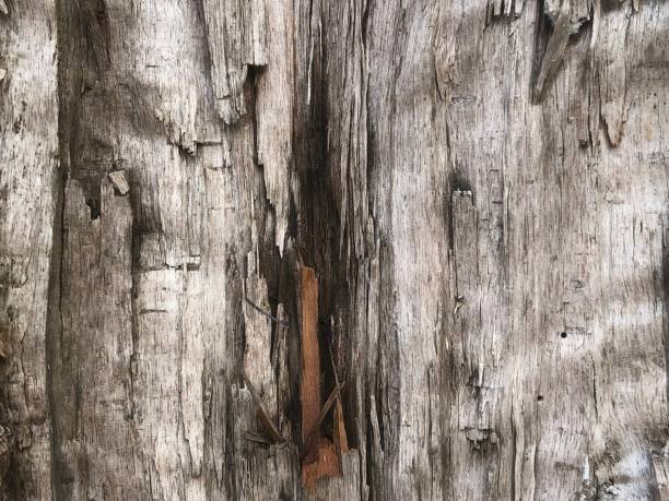 istock photo of tree trunk texture 1673909262