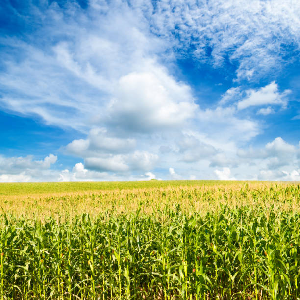 istock Green field of corn and blue sky 1673909367