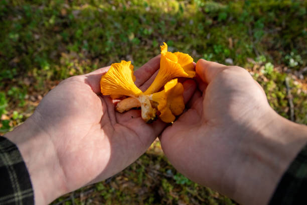 istock hand holding chantarelle mushroom in a forest 1673909524