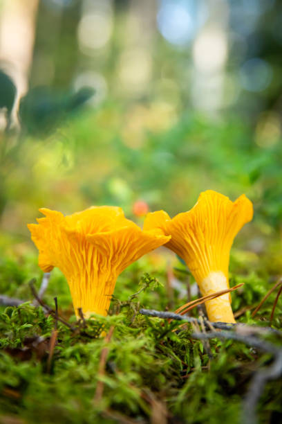 a close up of chantarelle mushrooms in a forest - horoz mantarı stok fotoğraflar ve resimler