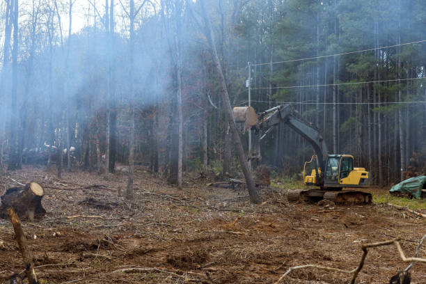 l'uso di un operaio scavatore sta ripulendo l'area sradicando alberi per costruire una casa. - tree removing house damaged foto e immagini stock