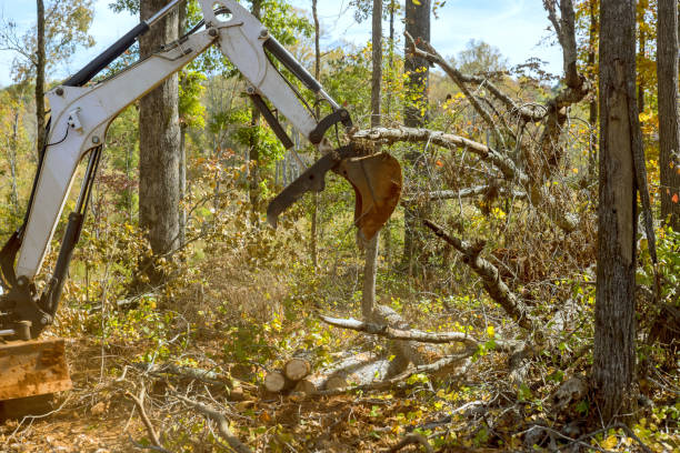 istock Construction site preparation with skid steer tractor remove roots clearing a land 1673910606
