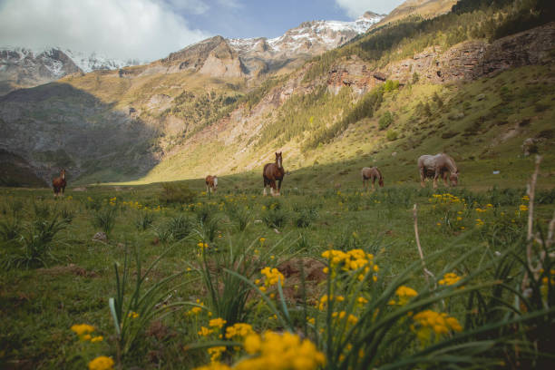 istock Lalarri - Wild horses 1673914164
