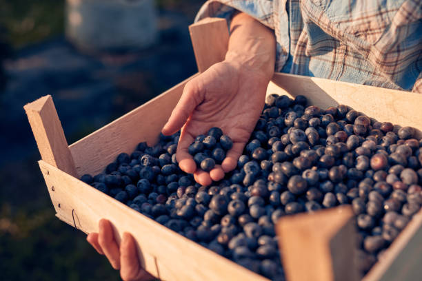 istock Woman holding fresh blueberries on a farm. 1673914962