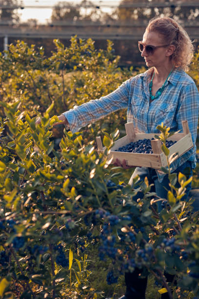 istock Woman picking fresh blueberries on a farm. 1673916045