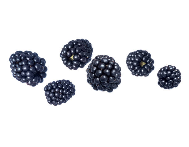 istock Ripe blackberries closeup in the air isolated on white background 1673916568