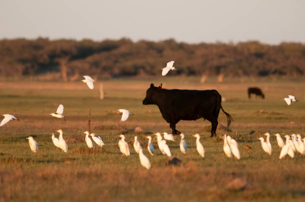 istock Cattle and heron flock, La Pampa, Argentina 1673921084