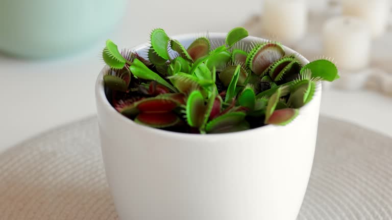 Close-up of a carnivorous Venus flytrap plant in a white pot against a light background.